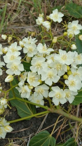 Dombeya pubescens image