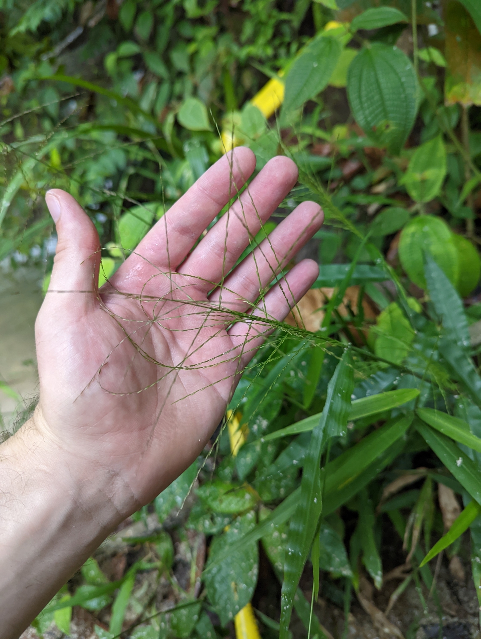 Centotheca lappacea (L.) Desv.