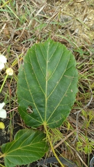 Dombeya pubescens image