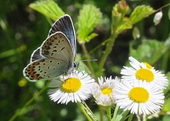 Plebejus subsolanus