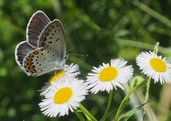 Plebejus subsolanus