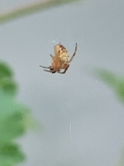 Araneus diadematus
