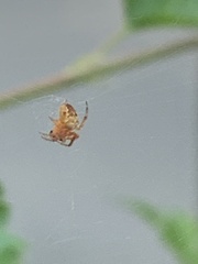 Araneus diadematus