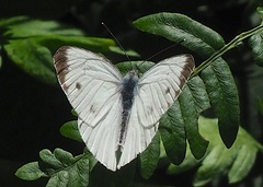 Pieris nesis
