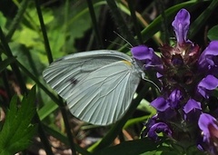 Pieris nesis