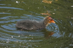 Fulica atra
