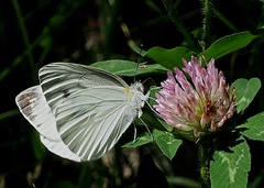 Pieris nesis