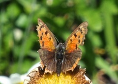 Lycaena phlaeas daimio