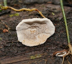 Datronia brunneoleuca