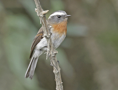 Ochthoeca rufipectoralis