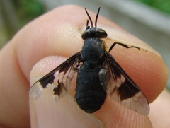 Chrysops carbonarius