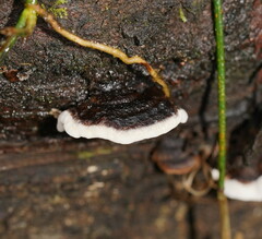Datronia brunneoleuca