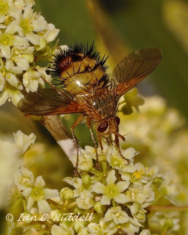 Hedgehog Flies