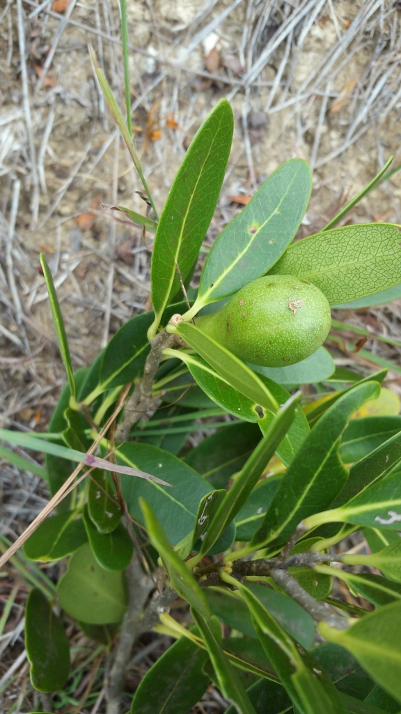 Schrebera madagascariensis