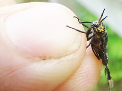 Chrysops carbonarius