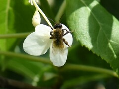 Andrena fulva