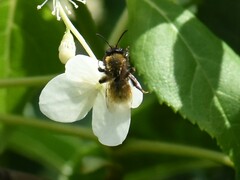 Andrena fulva