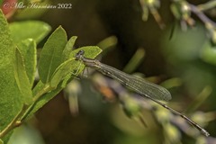 Enallagma vesperum