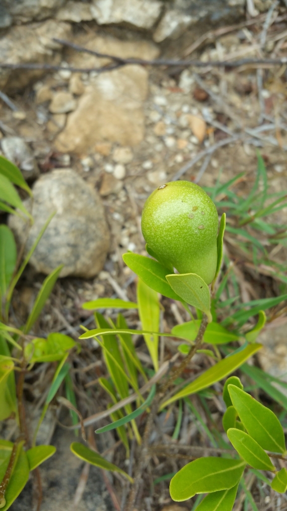 Schrebera minor