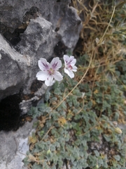 Erodium cheilanthifolium
