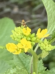 Toxomerus marginatus