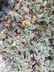 Erodium cheilanthifolium