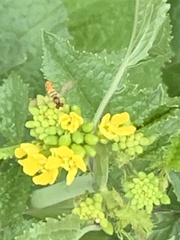 Toxomerus marginatus