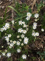 Stellaria longipes