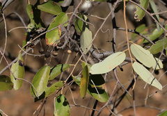 Two-colored Grewia (Grewia bicolor)