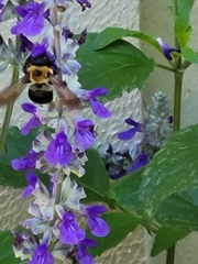 Xylocopa virginica texana