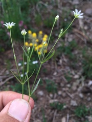 Stellaria longipes