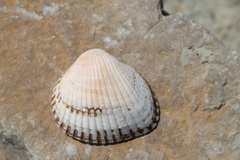 Anadara kagoshimensis