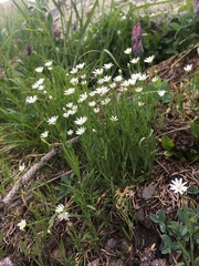 Stellaria longipes