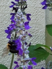 Xylocopa virginica texana