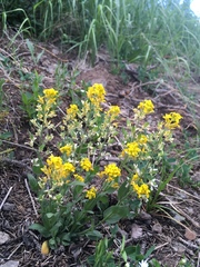 Draba helleriana