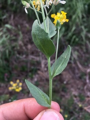Draba helleriana