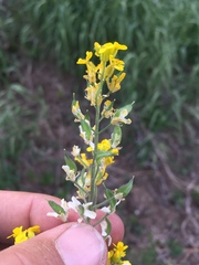 Draba helleriana