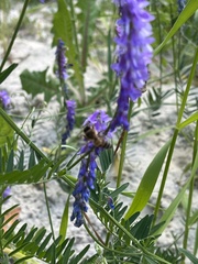 Apis mellifera