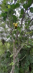 Cordia dodecandra