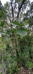 Cordia dodecandra