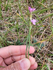 Dianthus deltoides deltoides