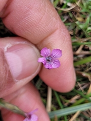 Dianthus deltoides deltoides