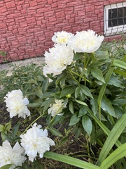 Paeonia