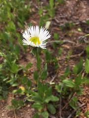 Erigeron coulteri