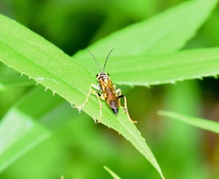 Tenthredo verticalis