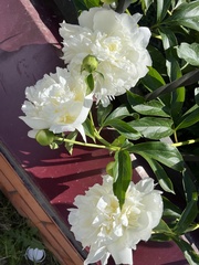 Paeonia