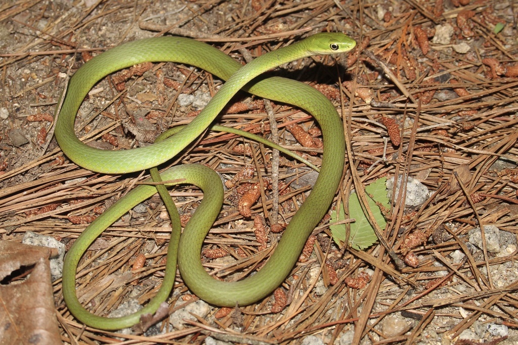 Rough Greensnake (A Guide to Snakes of Southeast Texas) · iNaturalist
