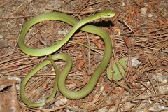 Rough Greensnake photo 5