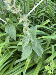 Urtica dioica
