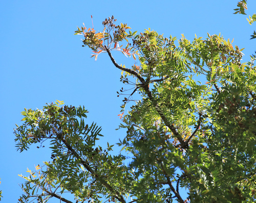 Image of Kirkia wilmsii by (c) Wynand Uys, some rights reserved (CC BY)